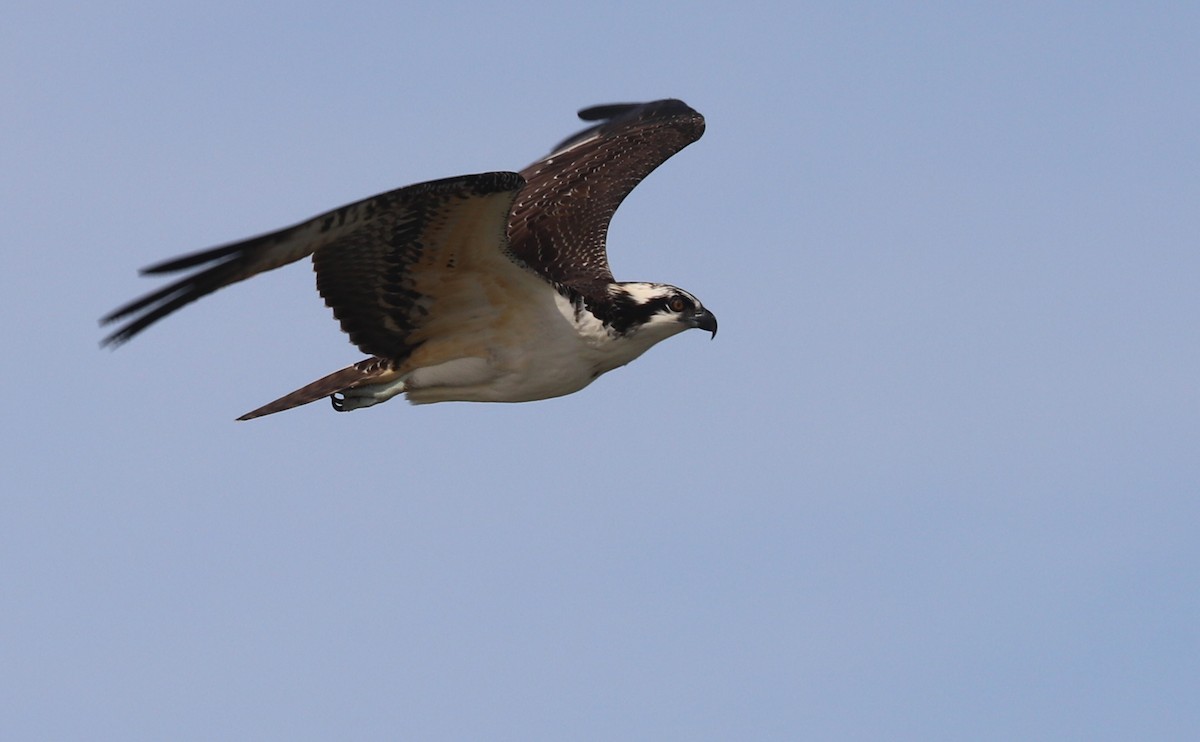 Osprey (carolinensis) - ML623857096