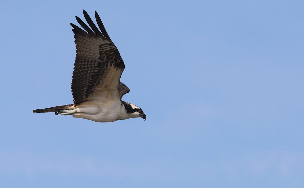 Osprey (carolinensis) - ML623857101