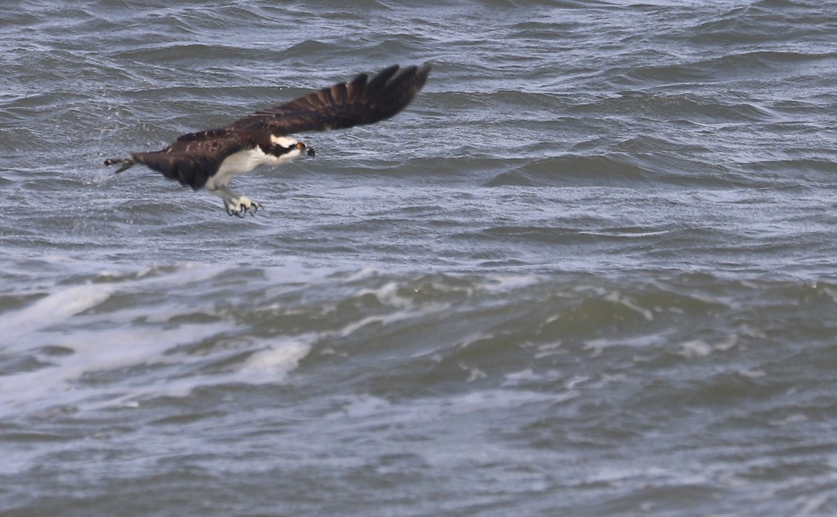 Osprey (carolinensis) - ML623857106