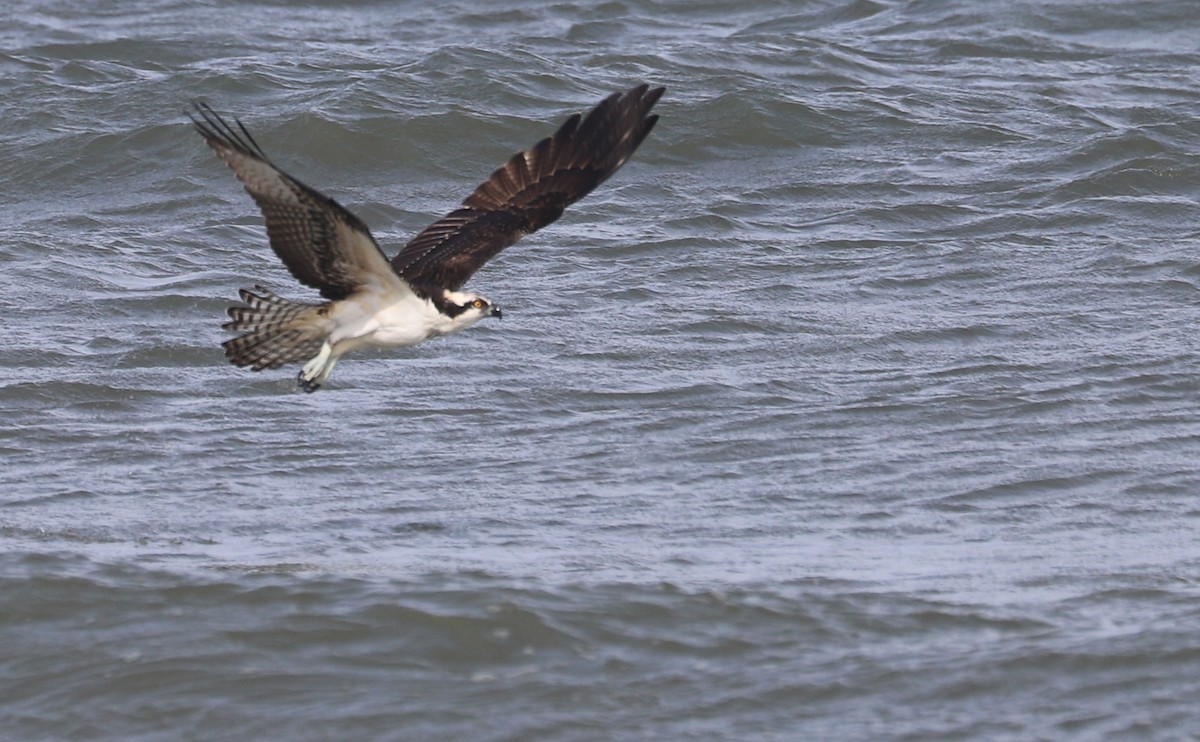 Osprey (carolinensis) - ML623857117