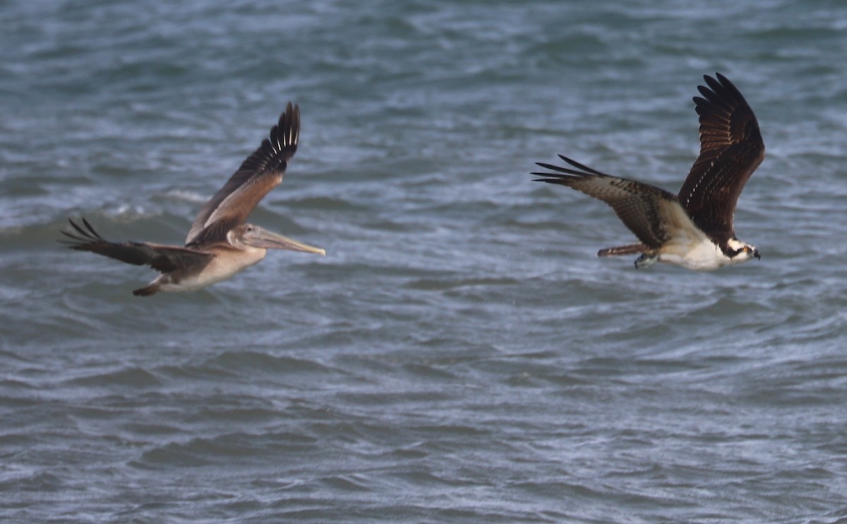 Osprey (carolinensis) - ML623857123