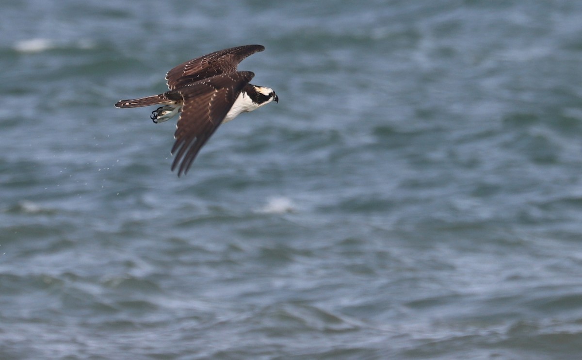 Osprey (carolinensis) - ML623857129