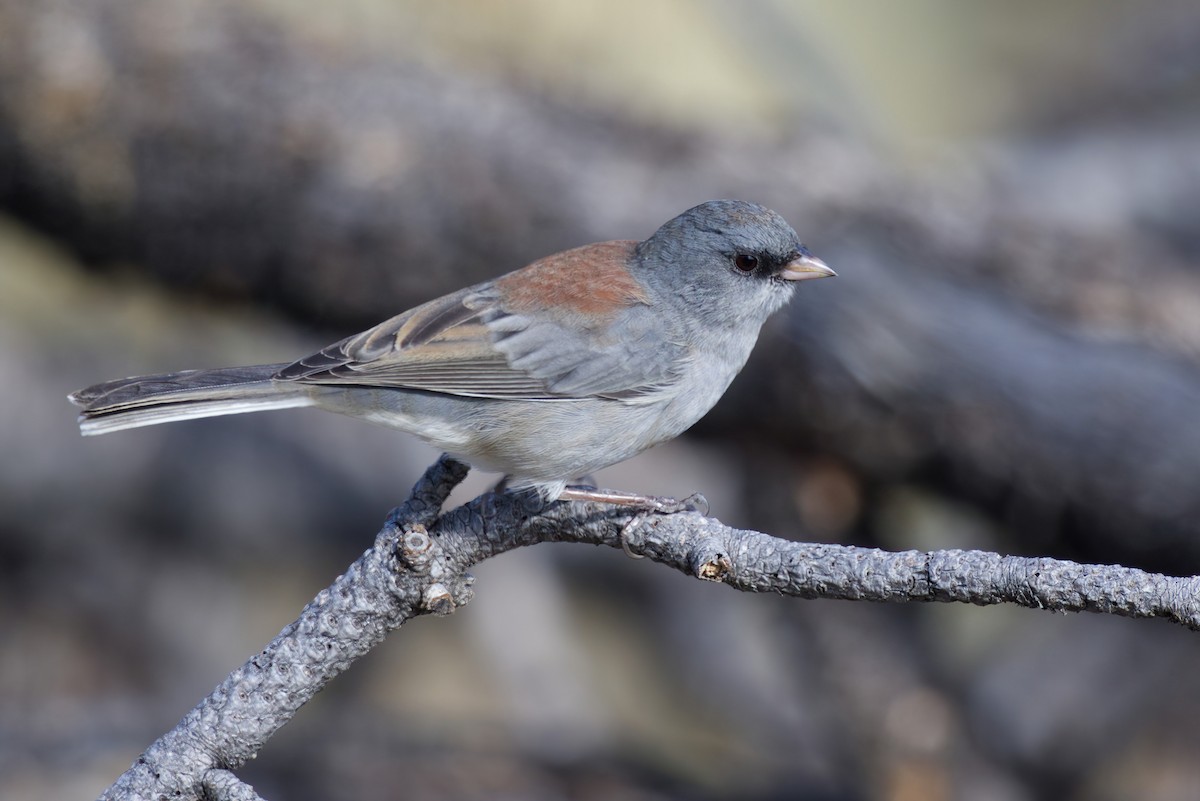 Junco Ojioscuro (caniceps) - ML623857135