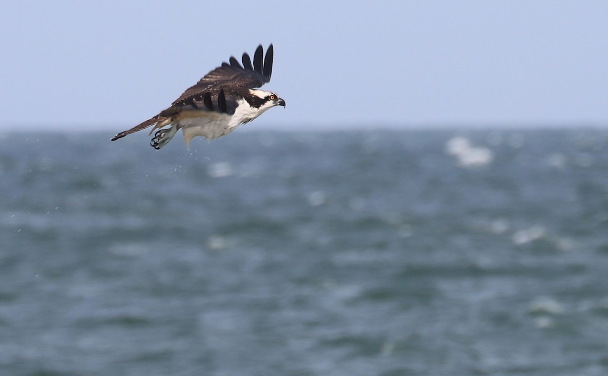 Osprey (carolinensis) - ML623857136