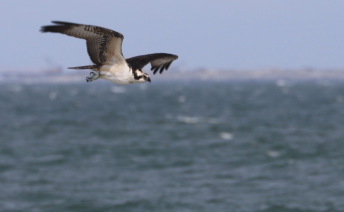 Osprey (carolinensis) - ML623857138