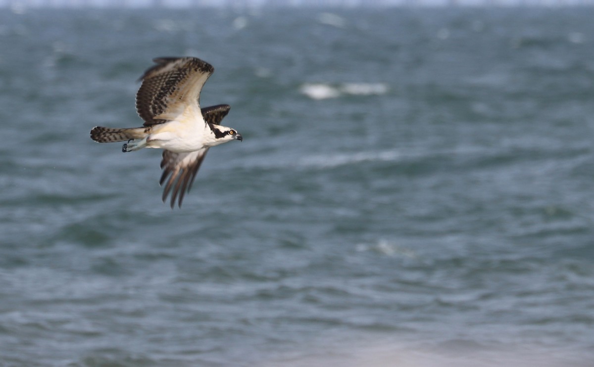 Osprey (carolinensis) - ML623857142