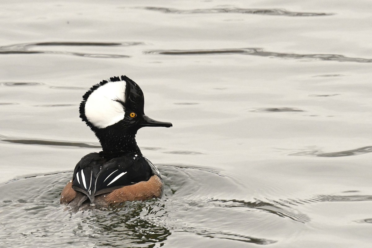 Hooded Merganser - ML623857168