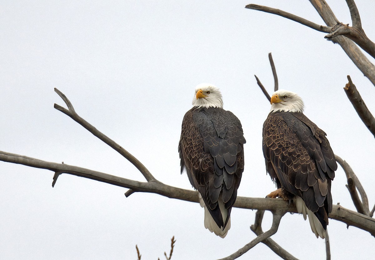 Bald Eagle - ML623857192