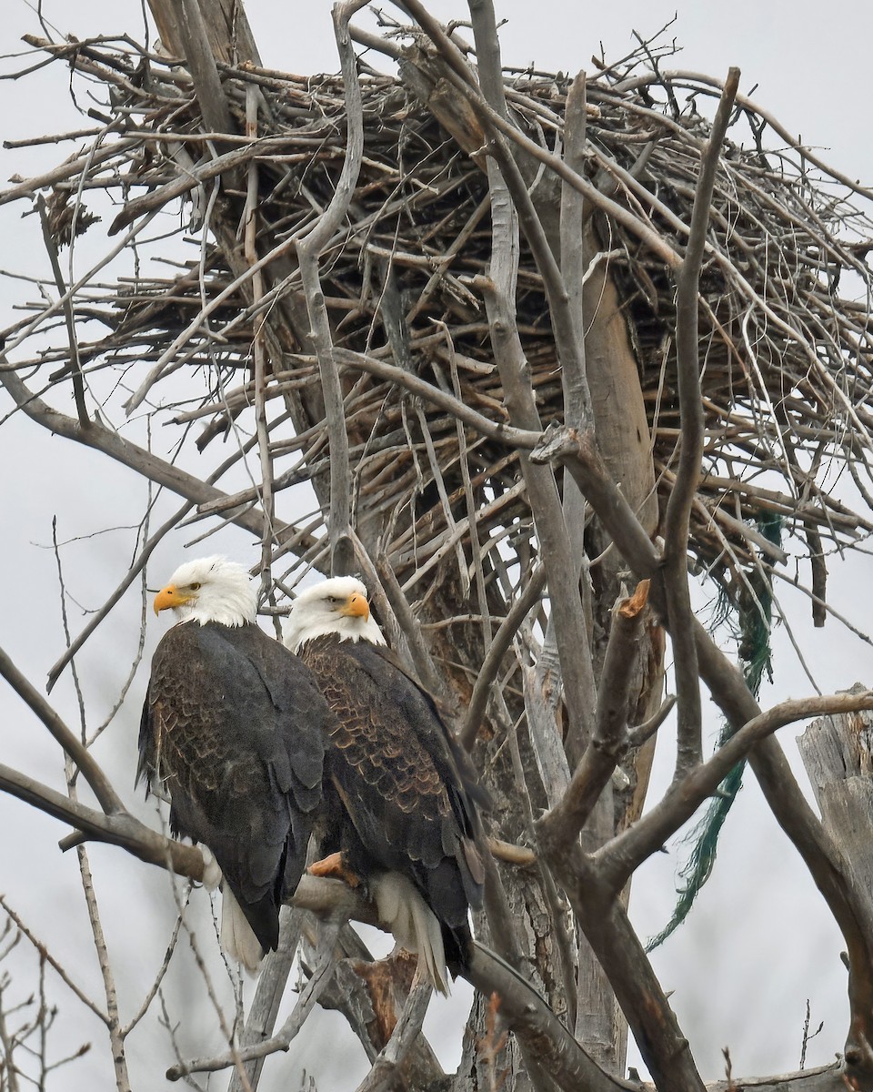 Bald Eagle - ML623857193