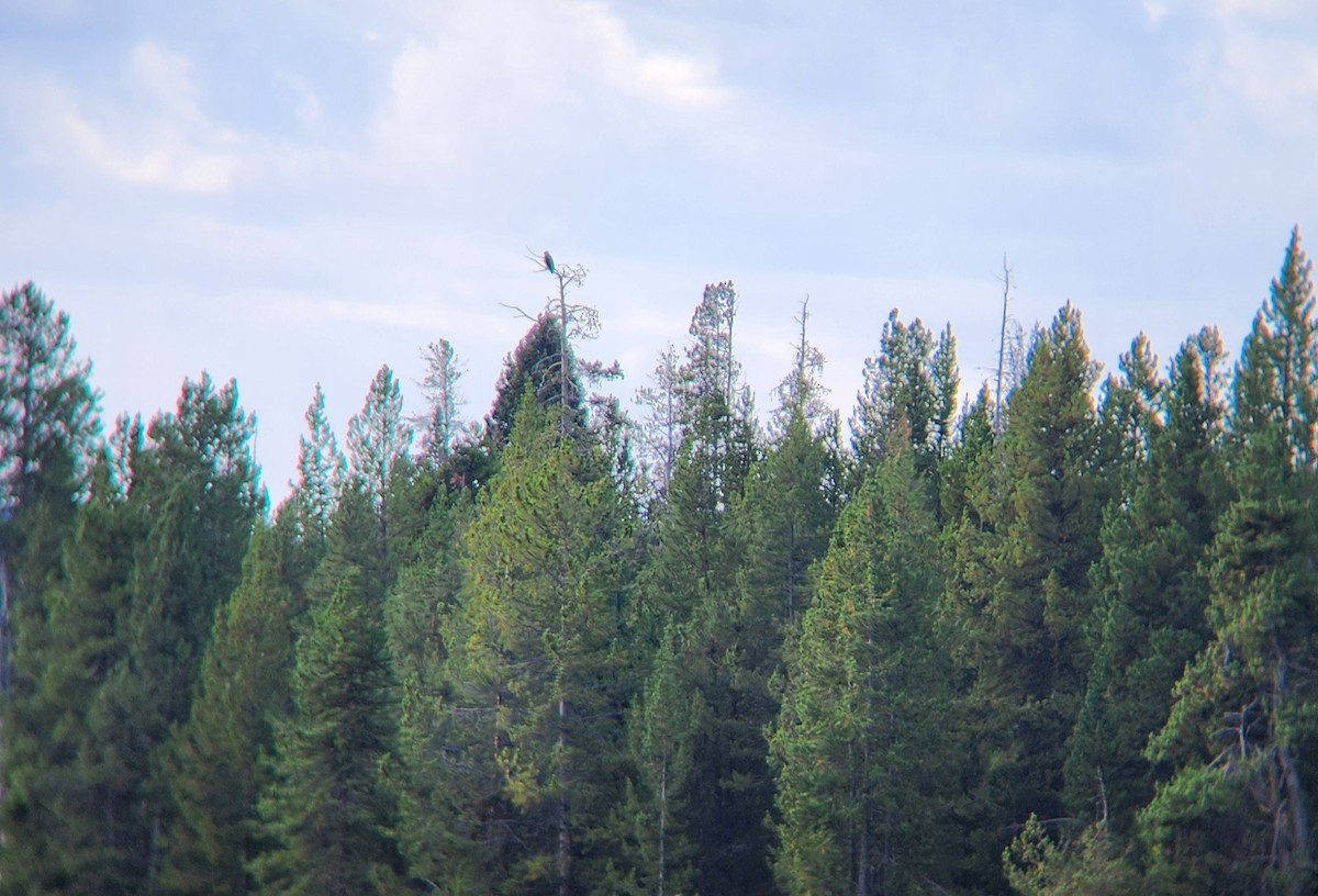 Bald Eagle - ML623857200