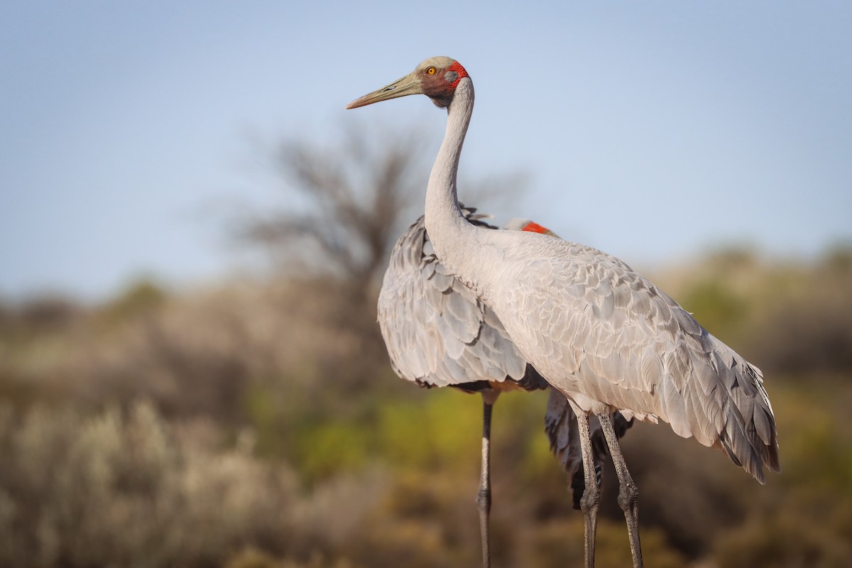 Brolga - ML623857202