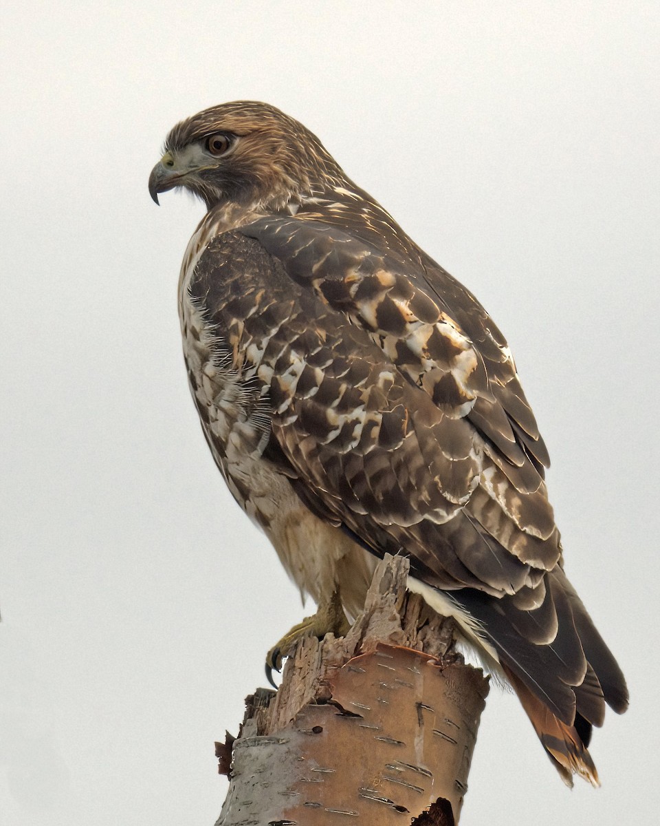 Red-tailed Hawk - ML623857203