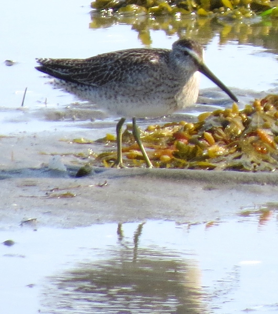 Short-billed Dowitcher - ML623857208