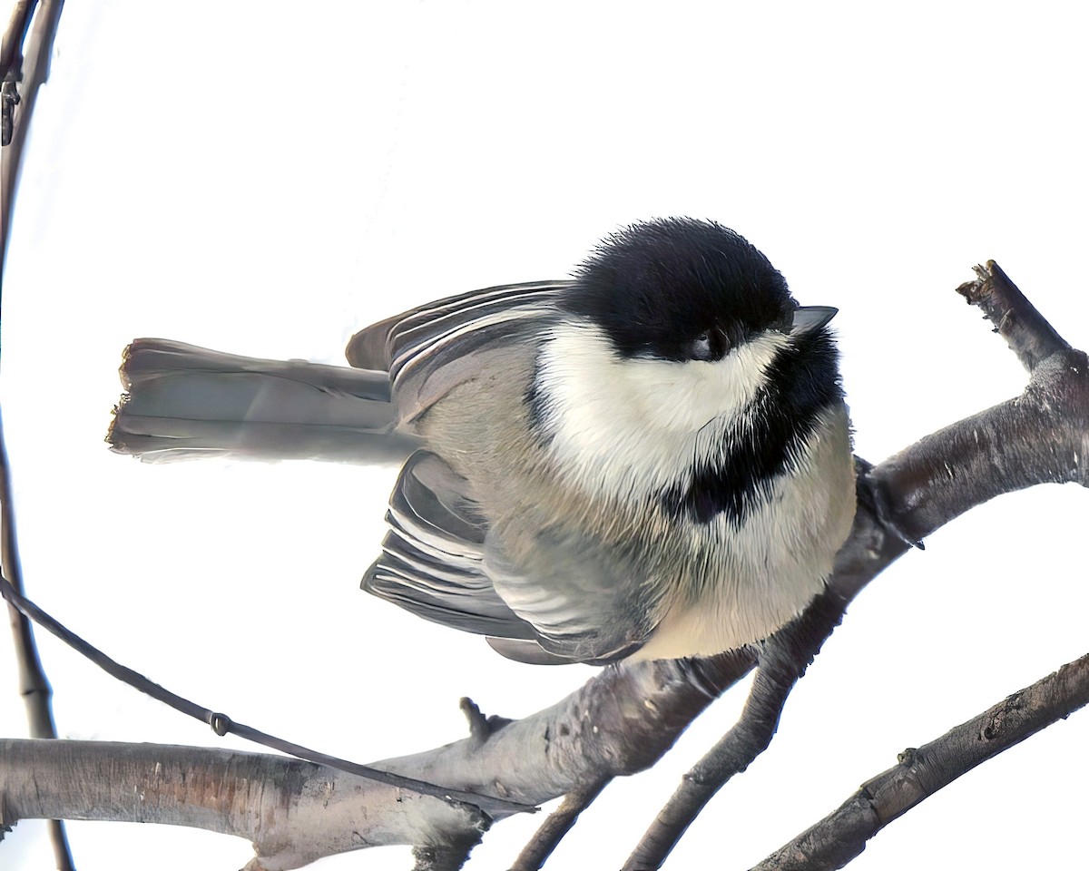 Black-capped Chickadee - ML623857211