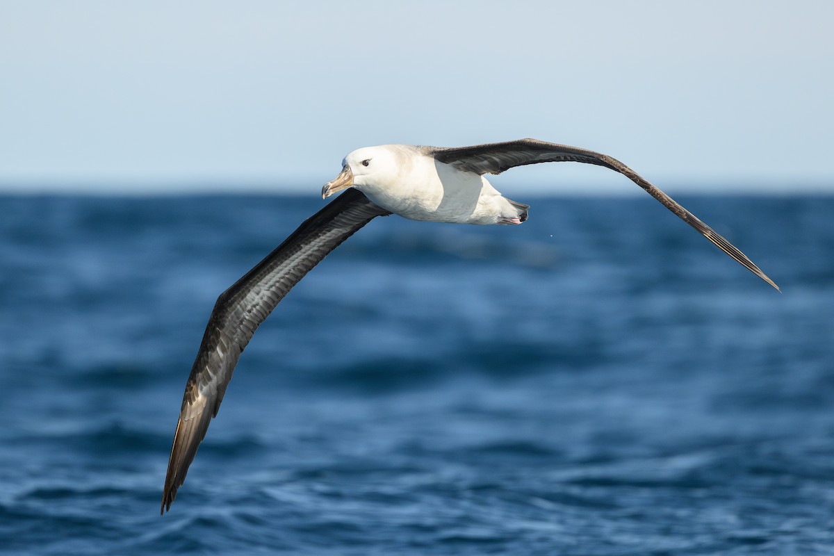 White-capped Albatross - David Southall