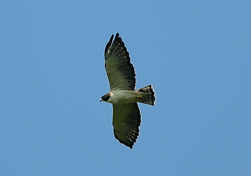 Short-tailed Hawk - ML623857270