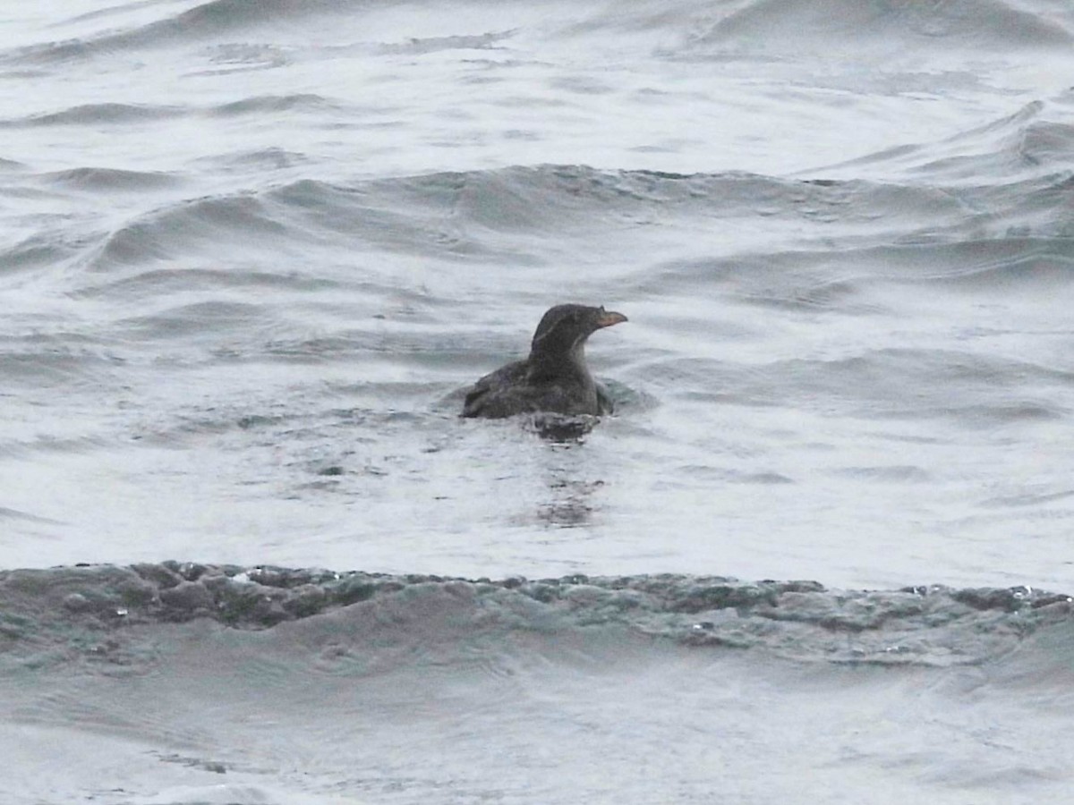 Rhinoceros Auklet - Jenny Young