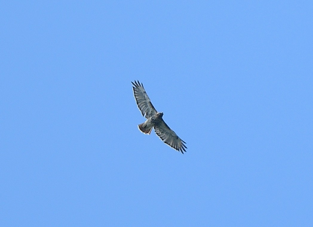 Red-tailed Hawk - ML623857278