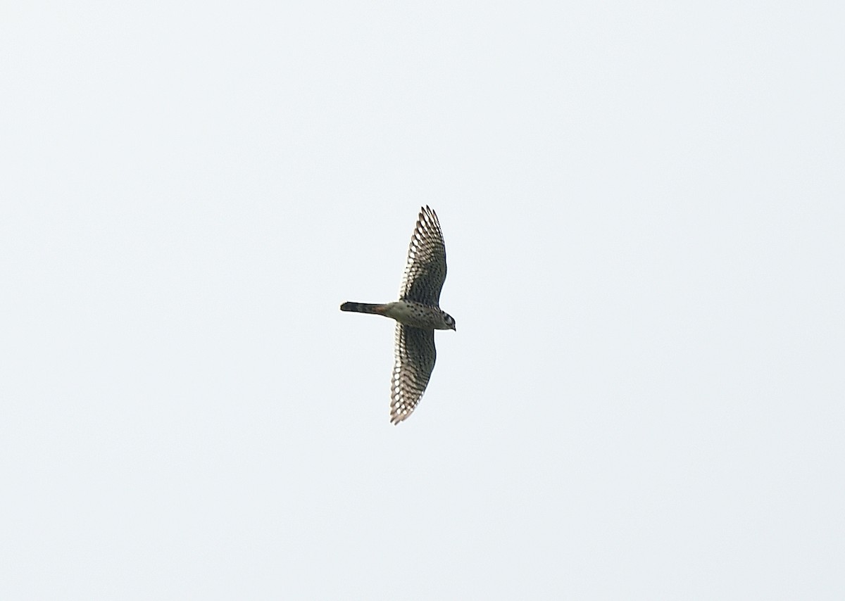 American Kestrel - ML623857280