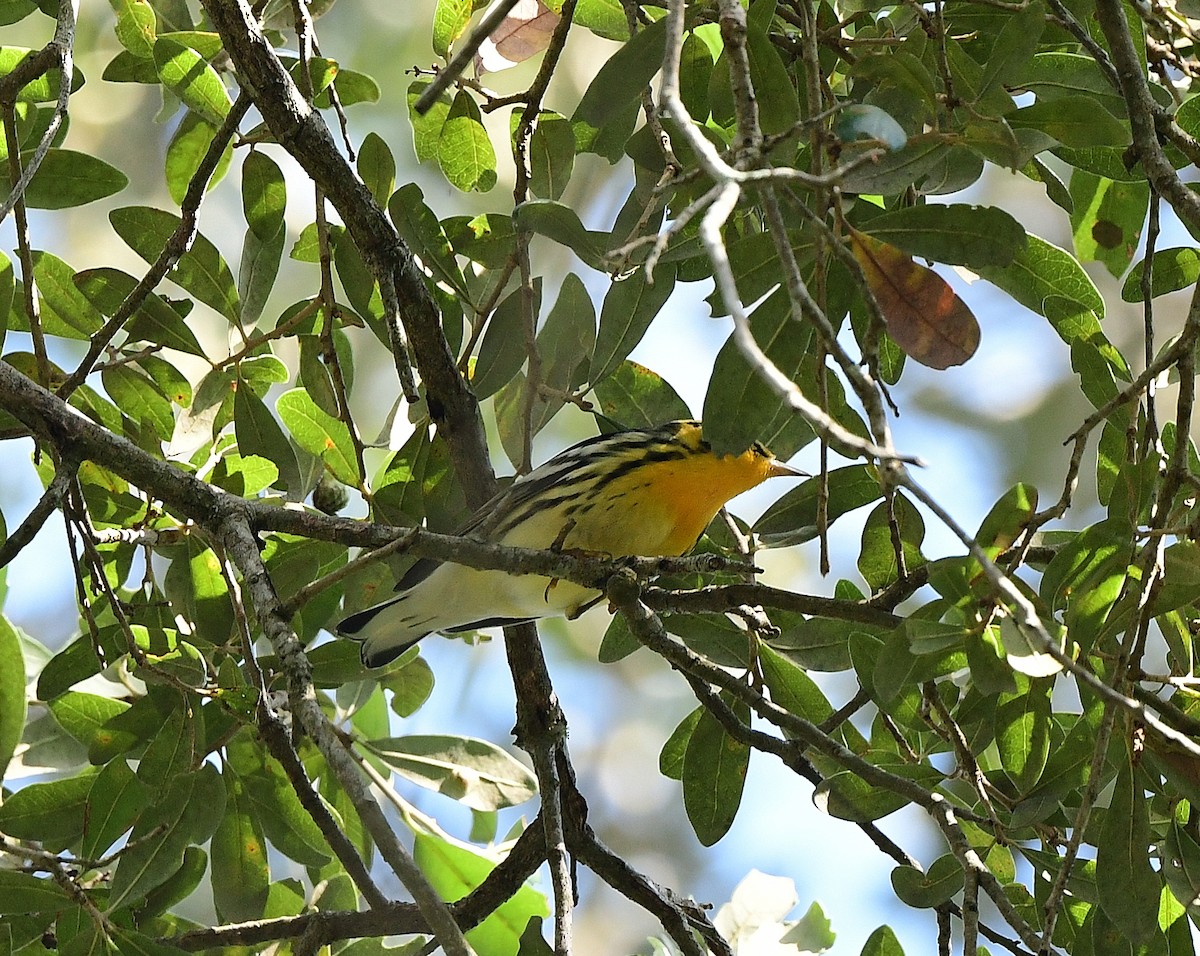 Blackburnian Warbler - ML623857283