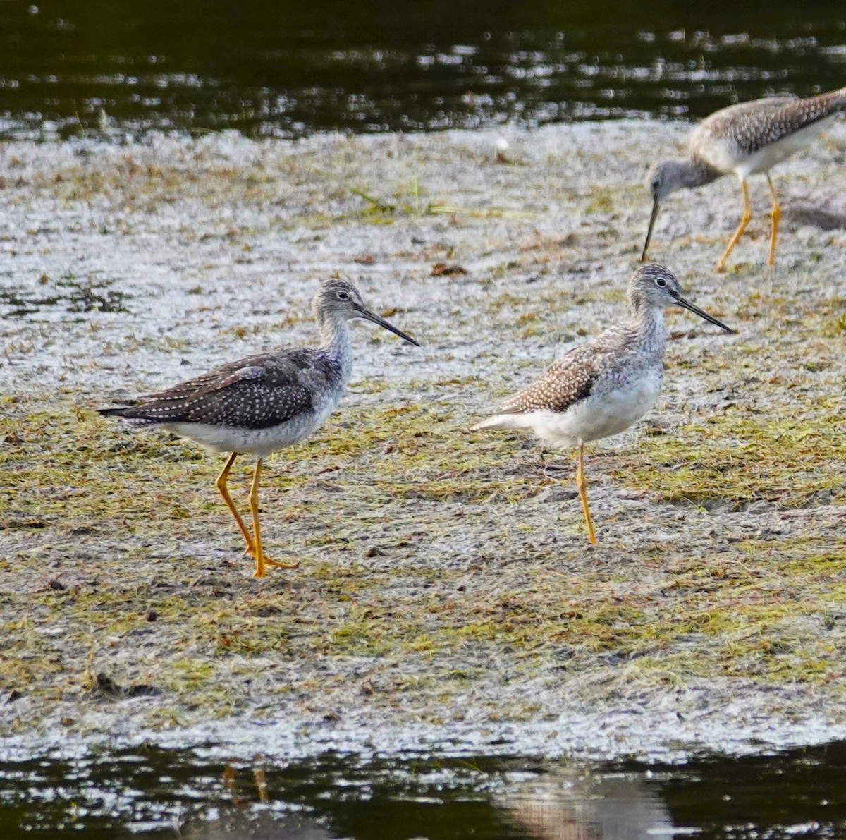 Greater Yellowlegs - ML623857290