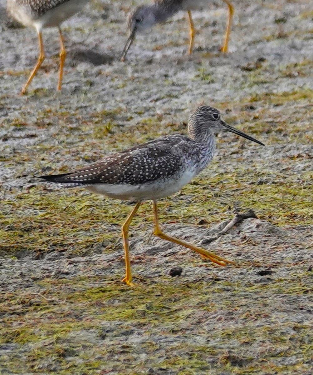 Greater Yellowlegs - ML623857291
