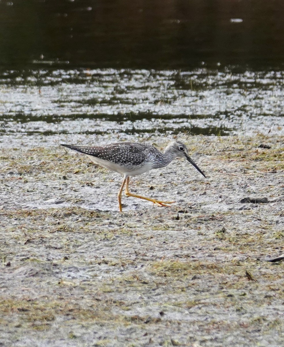 Greater Yellowlegs - ML623857292
