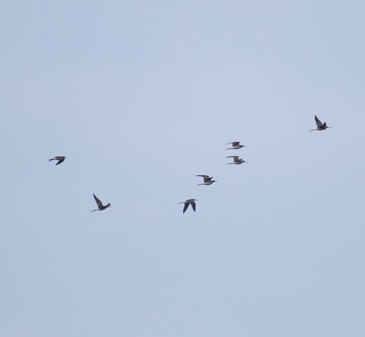 Greater Yellowlegs - ML623857293