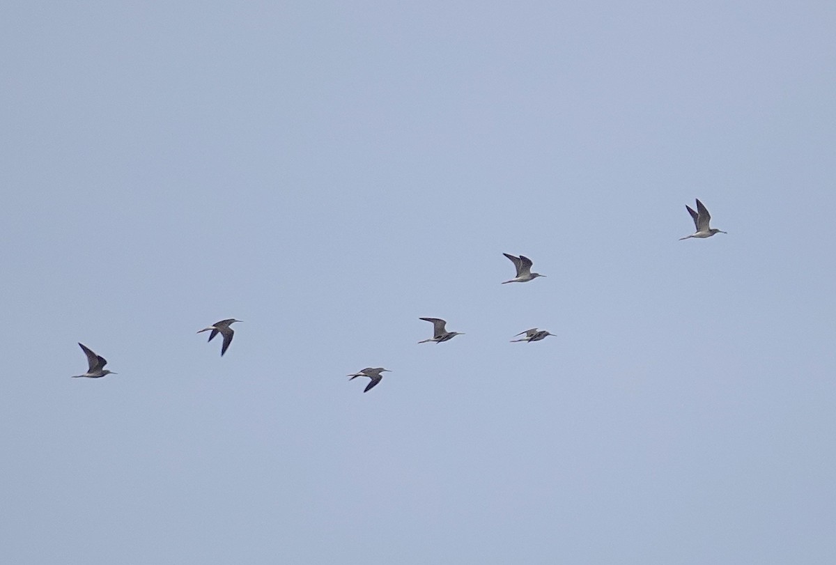 Greater Yellowlegs - ML623857294