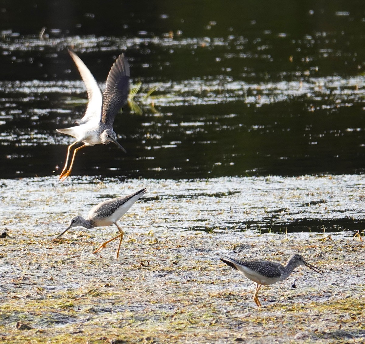 Greater Yellowlegs - ML623857295