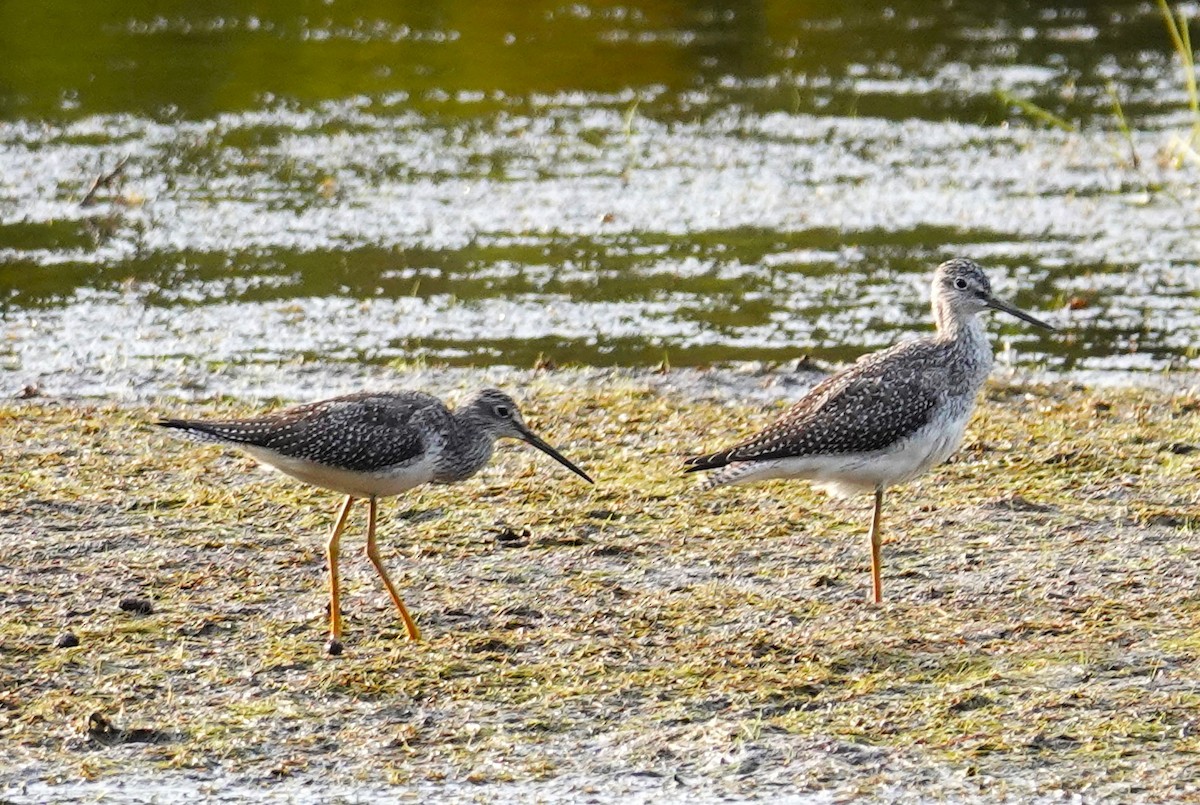 Greater Yellowlegs - ML623857296