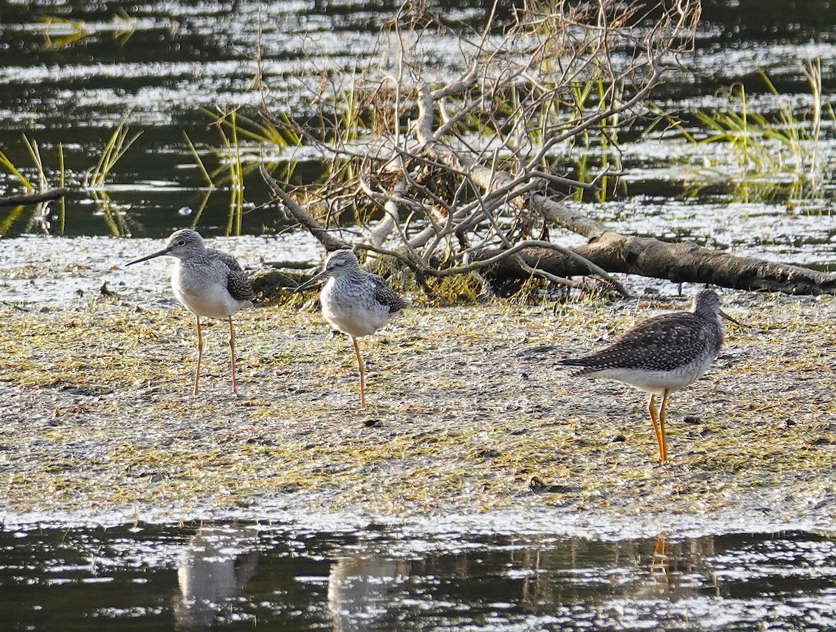 Greater Yellowlegs - ML623857297
