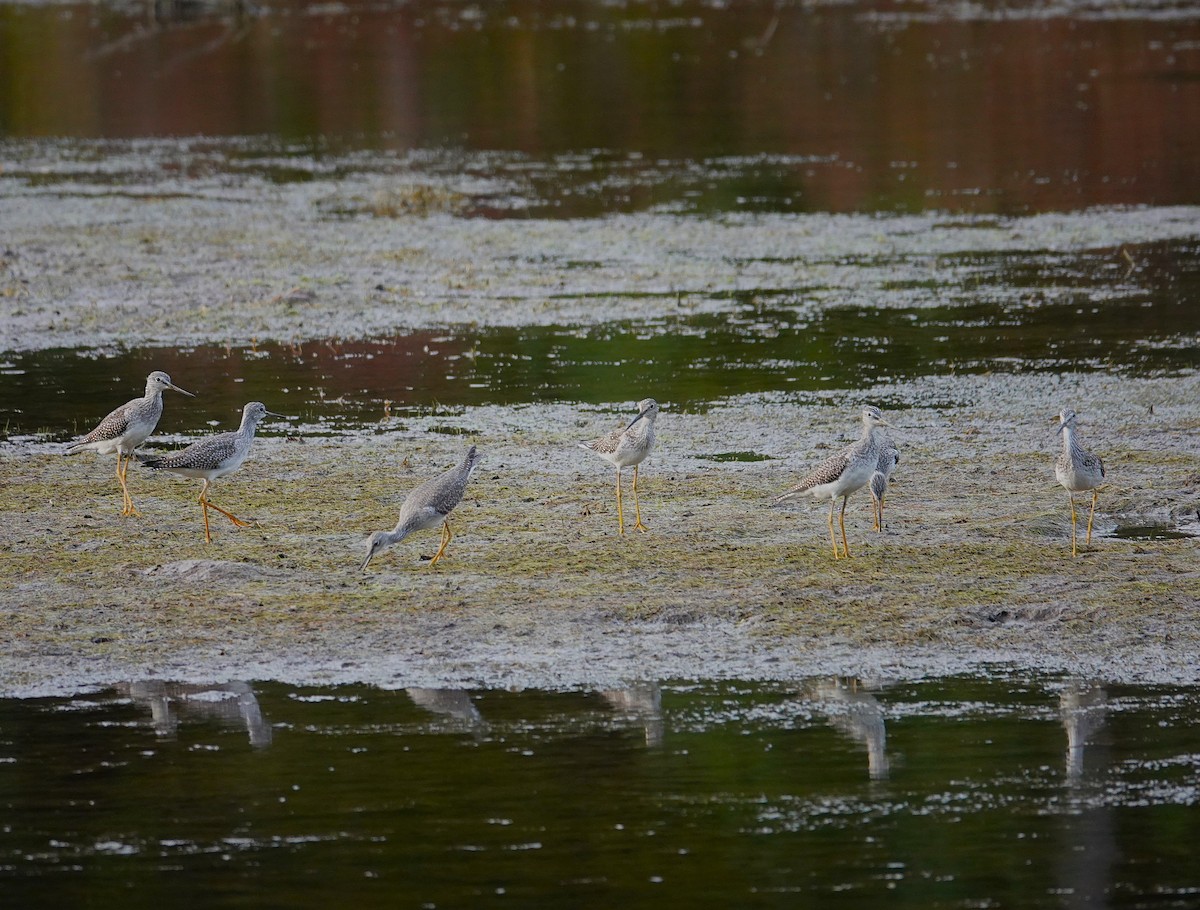 Greater Yellowlegs - ML623857298