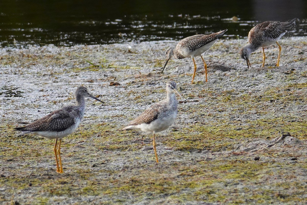 Greater Yellowlegs - ML623857299