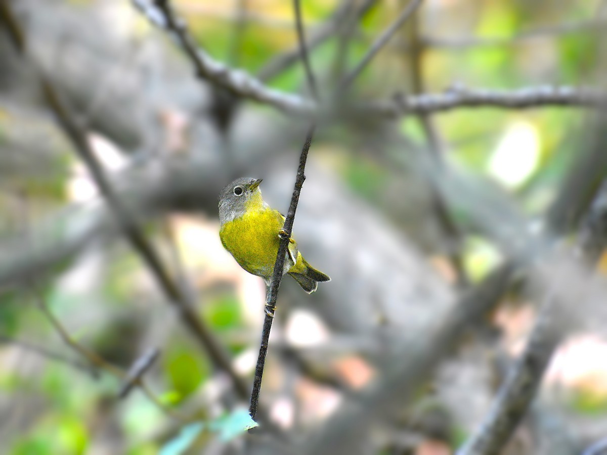 Nashville Warbler - ML623857302