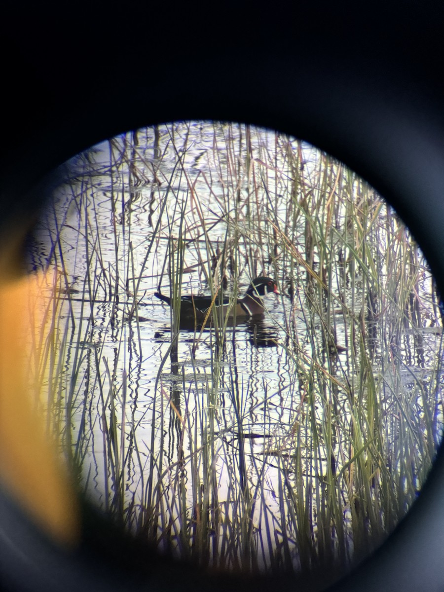 Wood Duck - ML623857314