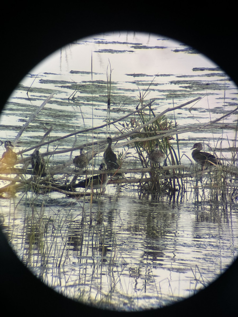 Wood Duck - ML623857315