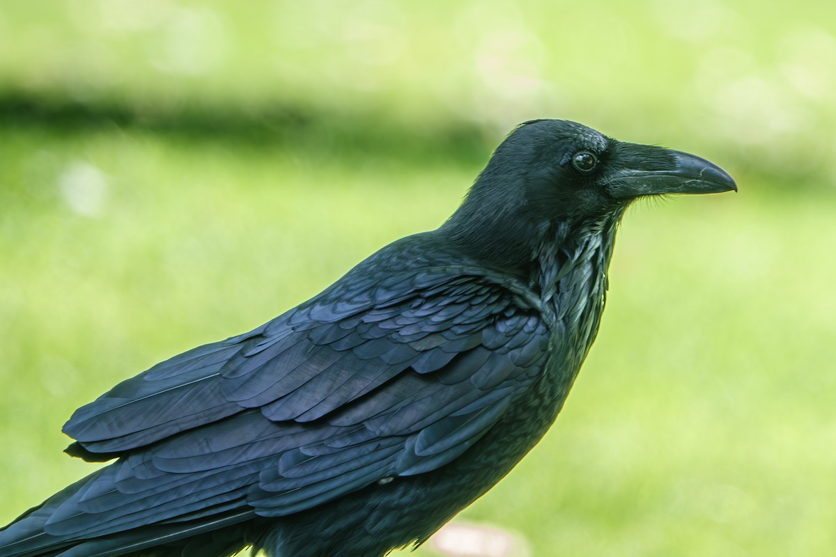 Common Raven - ML623857322