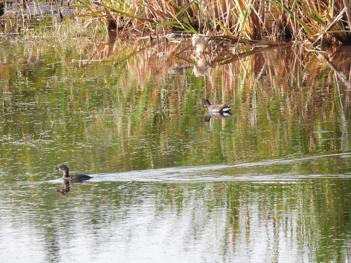 Pied-billed Grebe - ML623857338