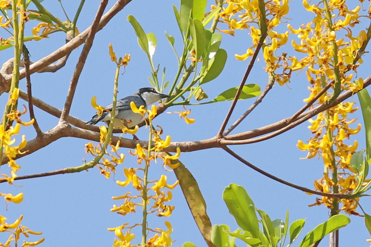 Hooded Tanager - ML623857368