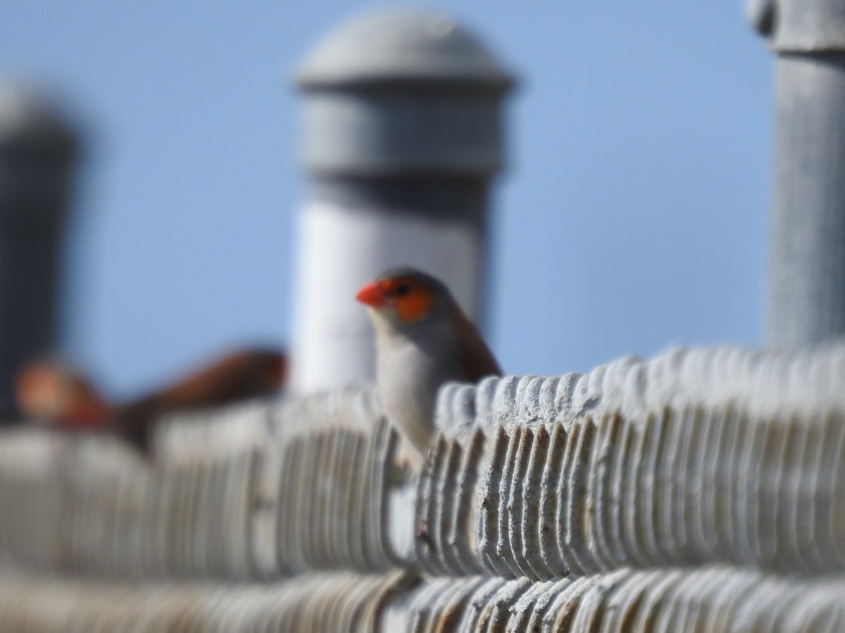 Orange-cheeked Waxbill - ML623857371