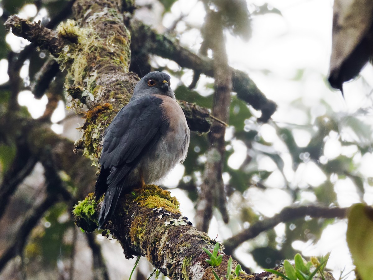 Small Sparrowhawk - ML623857390