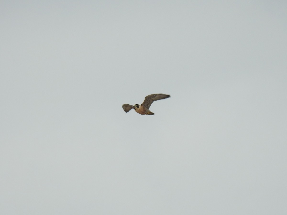 Peregrine Falcon - Gisele Schoene