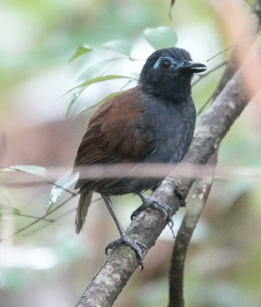 Chestnut-backed Antbird - ML623857393