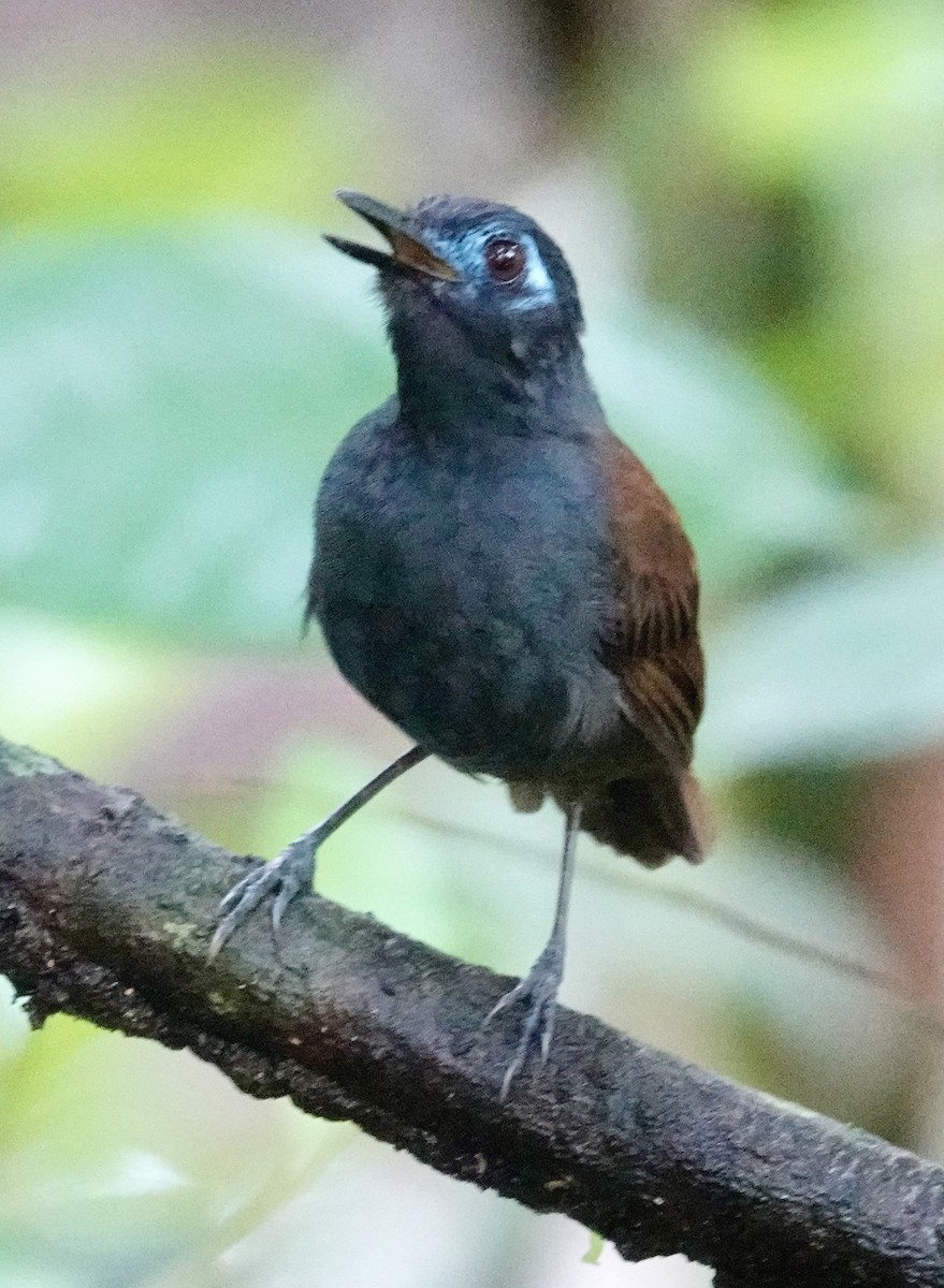 Chestnut-backed Antbird - ML623857394