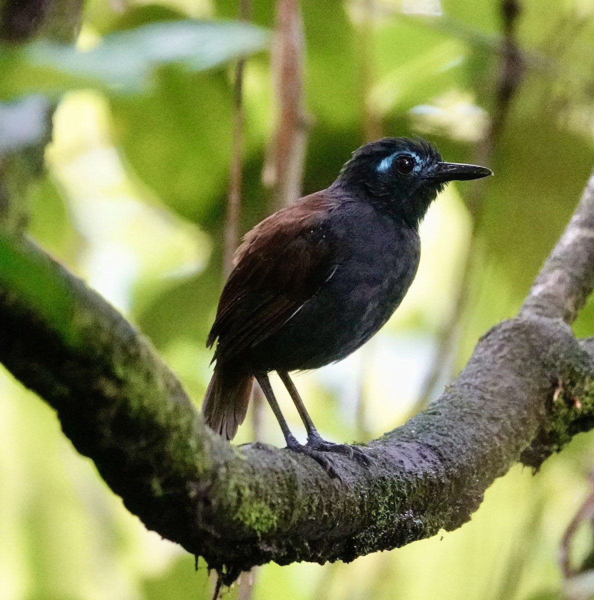 Chestnut-backed Antbird - ML623857395