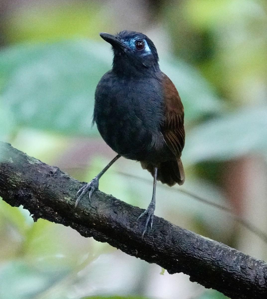 Chestnut-backed Antbird - ML623857396
