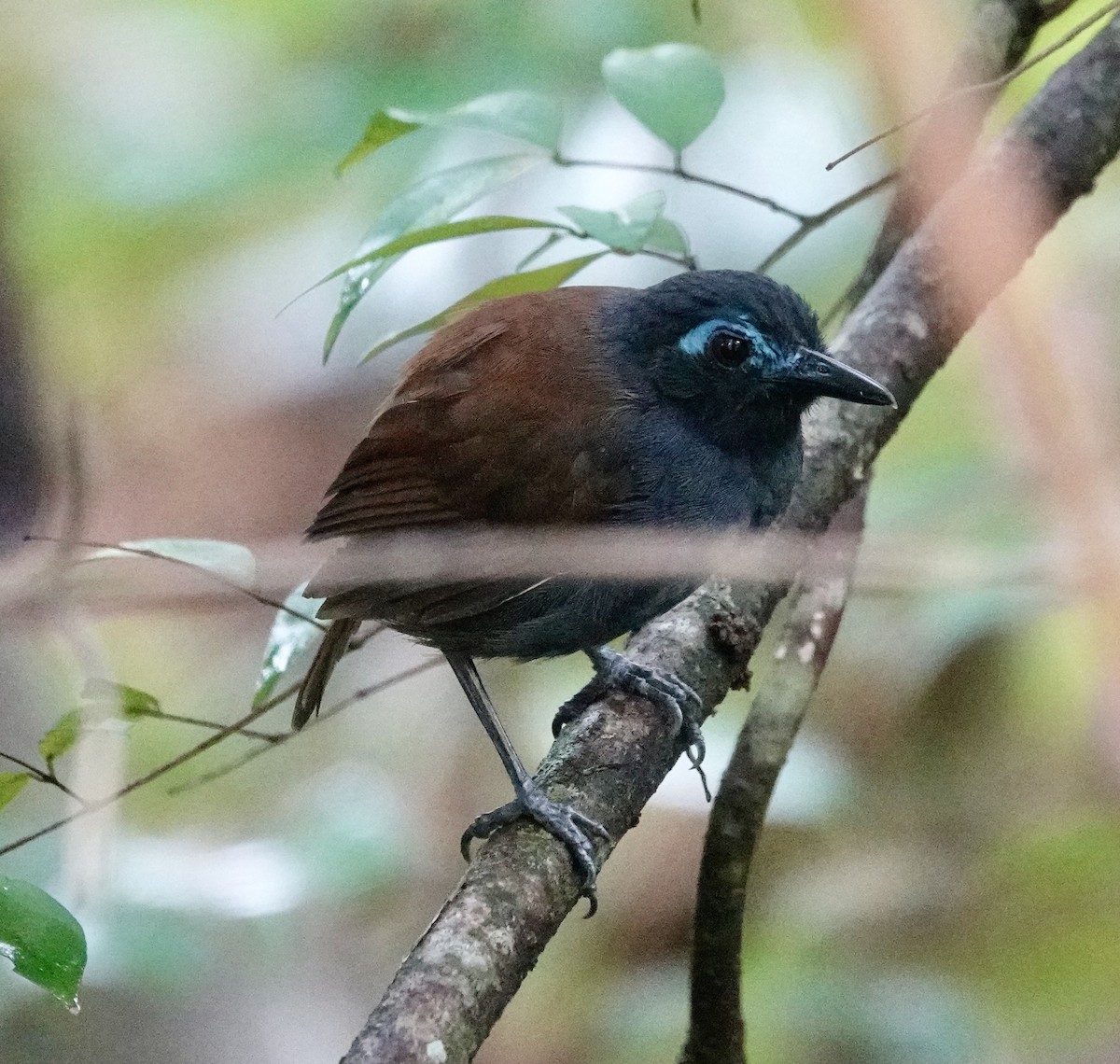 Chestnut-backed Antbird - ML623857397