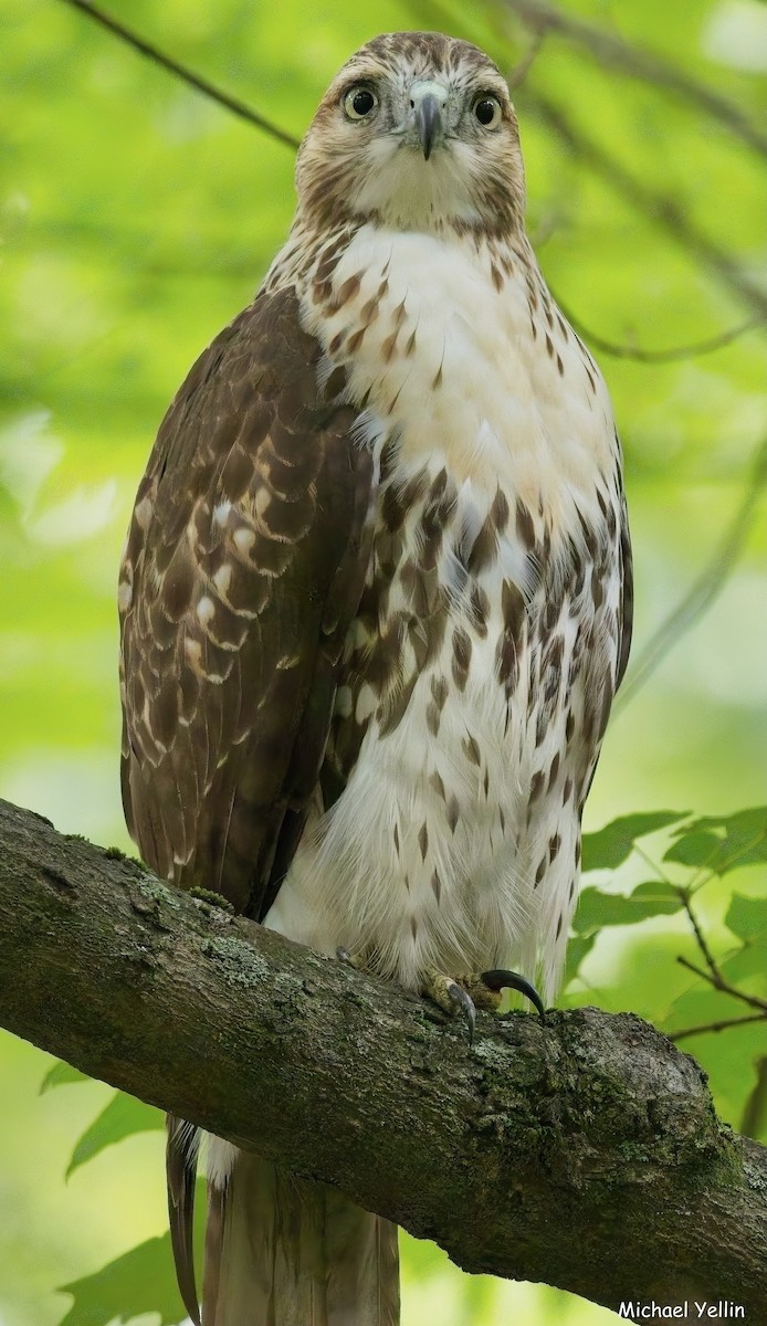 Red-tailed Hawk - ML623857398