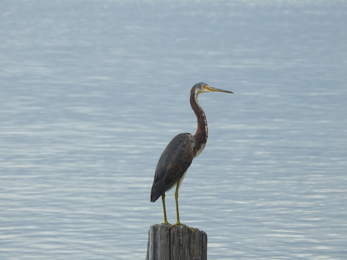 Tricolored Heron - ML623857399